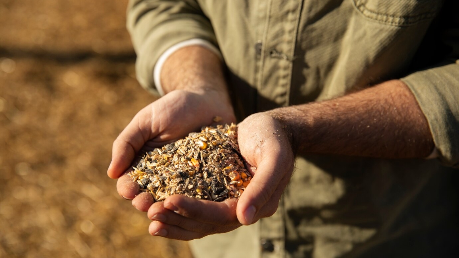 male-farmer-holding-grains-his-hands_23-2149211737
